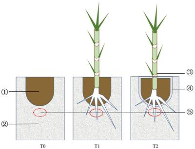 Bio-Matrix Pot Addition Enhanced the Vegetation Process of Iron Tailings by Pennisetum giganteum